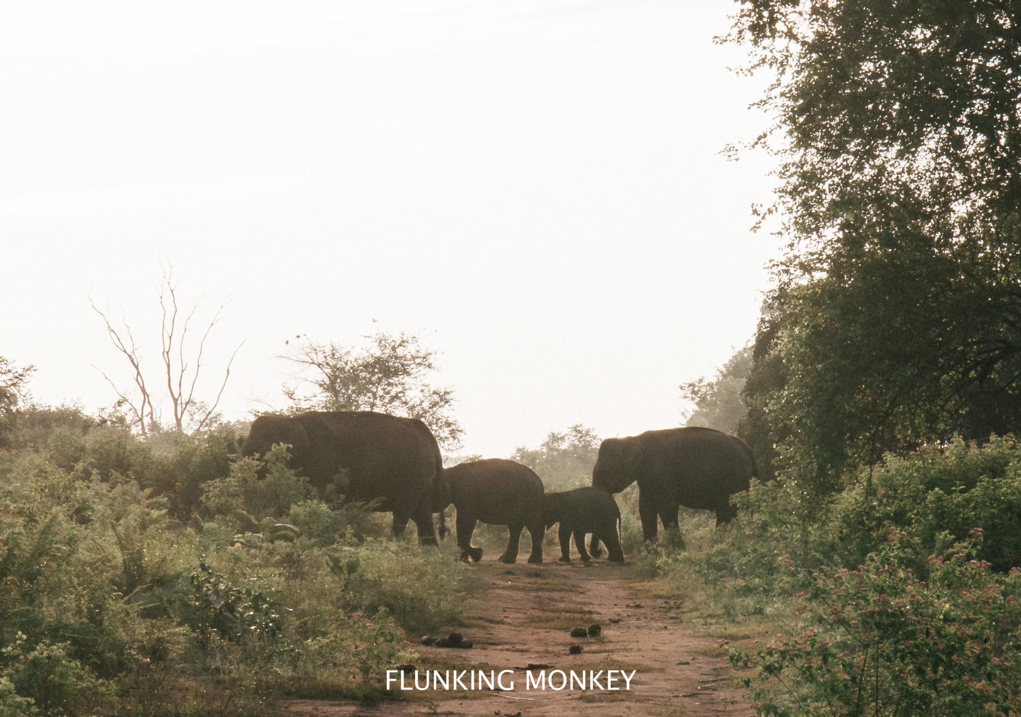 Environmental and Animal Conservation in Sri Lanka - Flunking Monkey