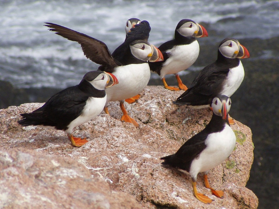 A Circus Of Atlantic Puffins On A Rock - Puffins UK - British Animals and UK Wildlife 