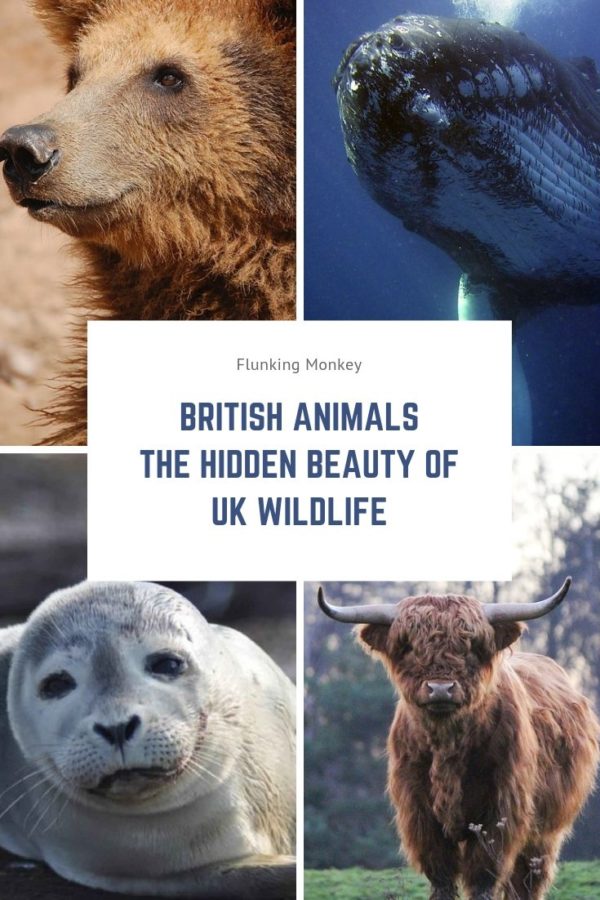 British Animals The Hidden Beauty Of UK Wildlife - Flunking Monkey