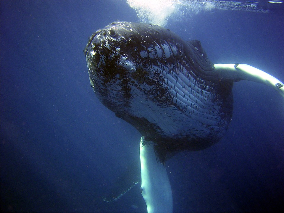 Humpback Whale Swimming - British Animals and UK Wildlife 