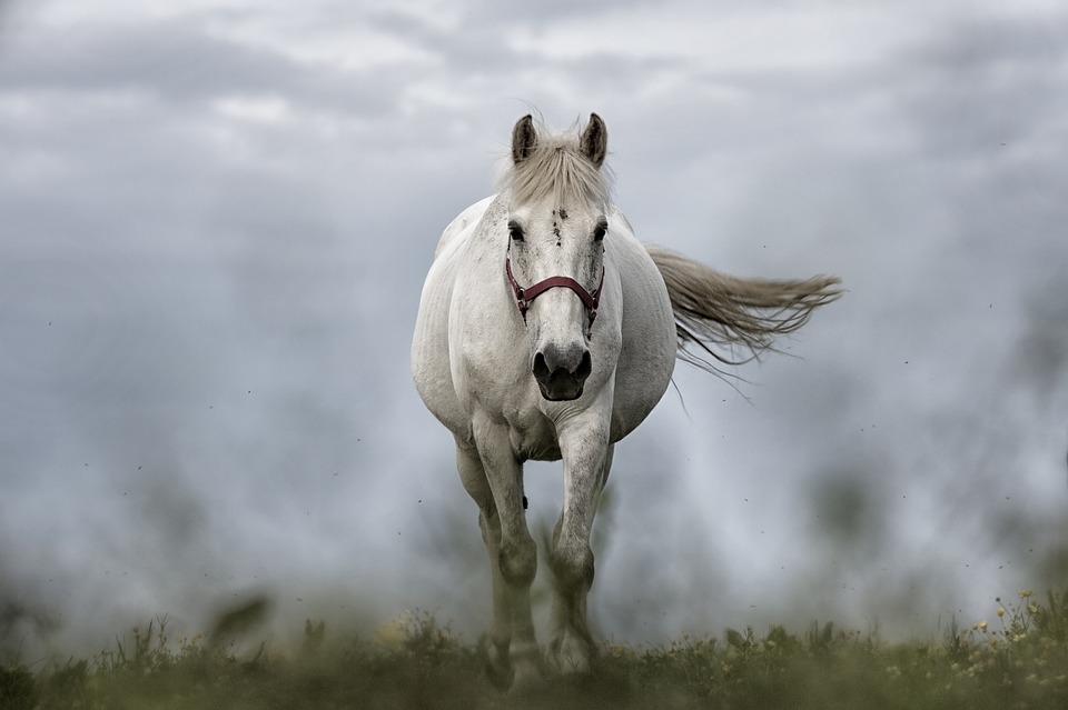 Highland Pony running towards frame - Wild Animals In Scotland 