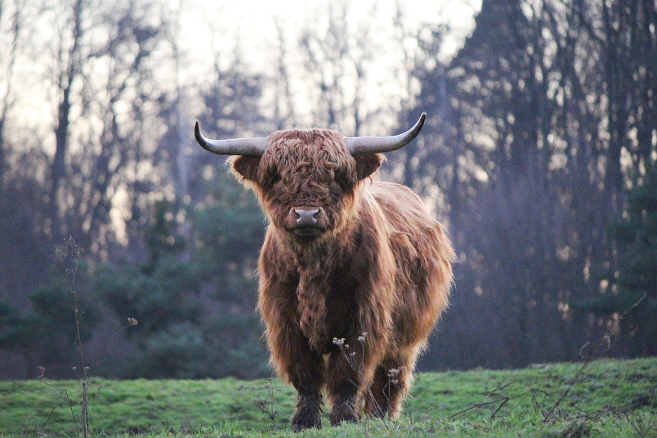 Scottish Cow / Scottish Cattle In a field - Wild Animals In Scotland 